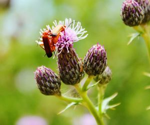 Close-up of bee on flower