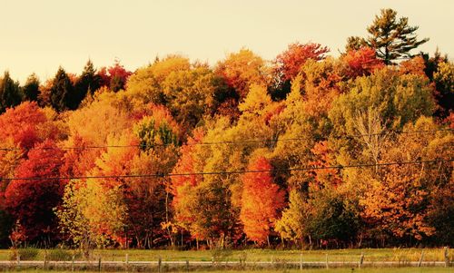 Trees against sky during autumn