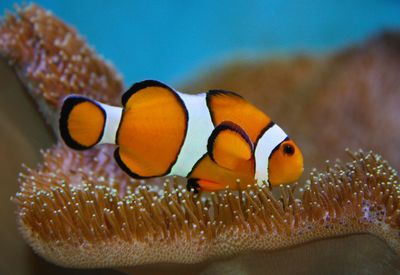 Close-up of clownfish swimming in sea