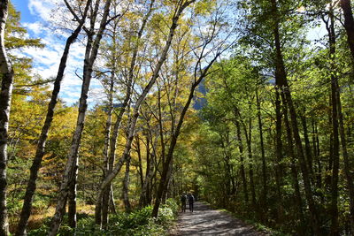 Trees in forest during autumn