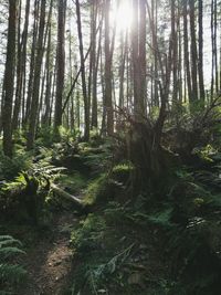 Trees in forest