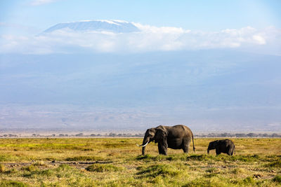 Elephants on field against sky