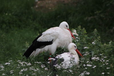 White bird perching on a field