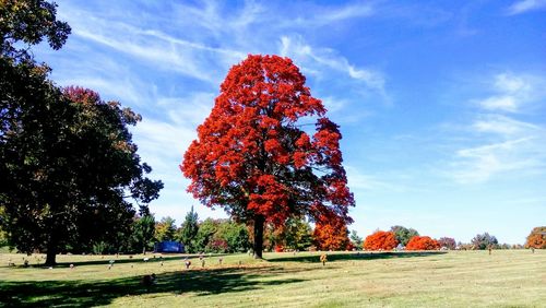 Trees on field against sky during autumn