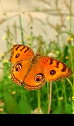 Close-up of butterfly perching on plant