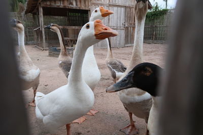 Duck on a fence