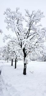 Scenic view of snow covered field against trees