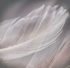 Close-up of feather with water drops