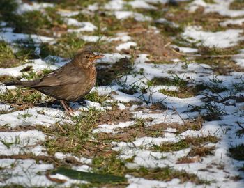 Bird perching on a field