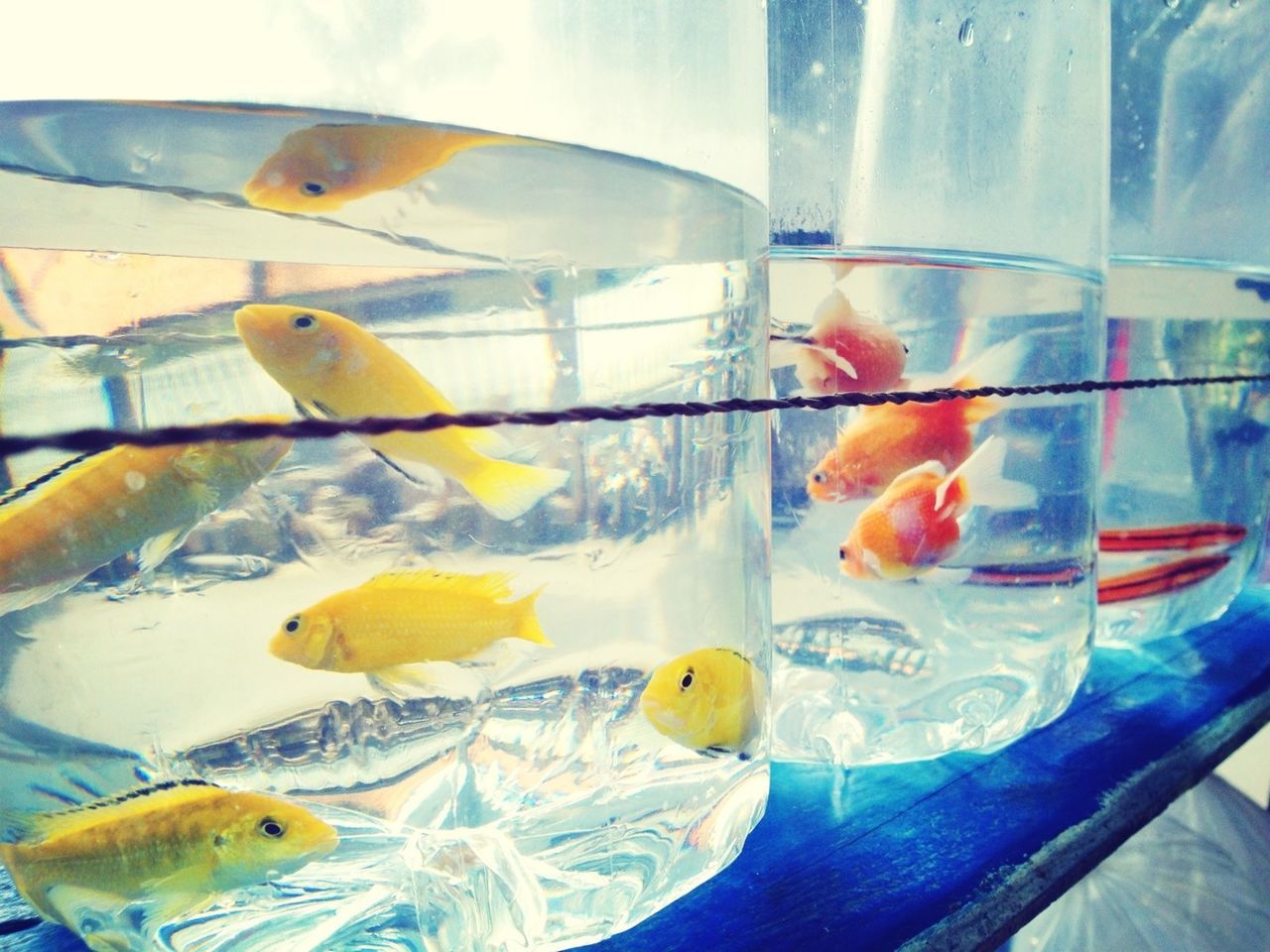 fish, glass - material, indoors, animal themes, transparent, yellow, wildlife, animals in the wild, water, multi colored, no people, swimming, bird, day, orange color, close-up, reflection, sea life, nature, window