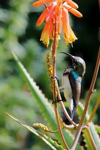 Close-up of bird perching on flower