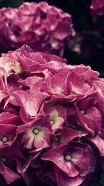 Close-up of pink flowers