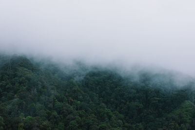 Scenic view of foggy forest against sky