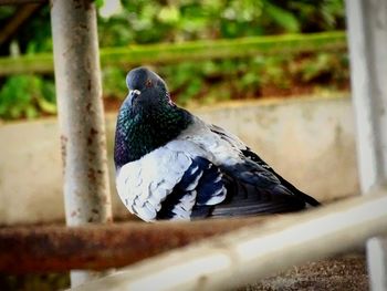 Close-up of bird perching outdoors