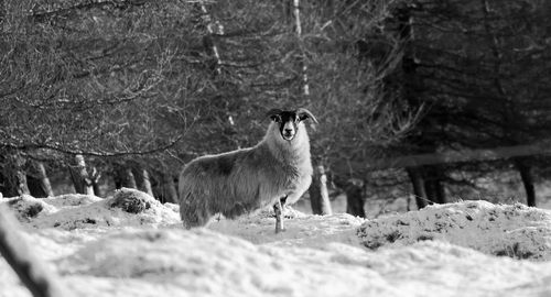 Sheep standing in a field