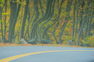 Road amidst trees in forest during autumn