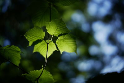 Close-up of leaves on tree