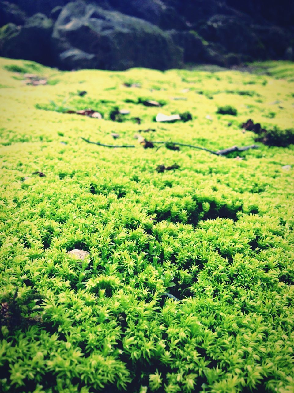 green color, growth, nature, beauty in nature, lush foliage, tranquility, plant, high angle view, tranquil scene, green, field, scenics, forest, day, outdoors, no people, tree, grass, freshness, leaf