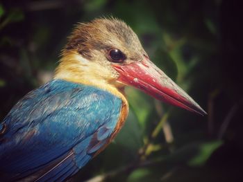 Close-up of a bird