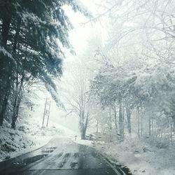 Road passing through trees