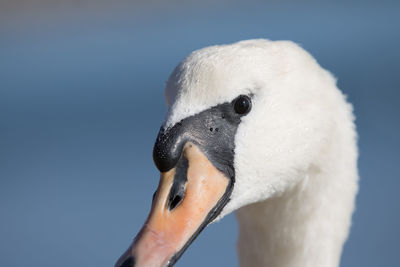 Close-up of swan