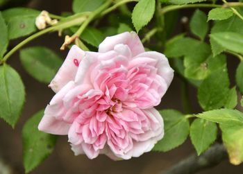 Close-up of pink rose flower