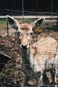 Portrait of a sheep on field