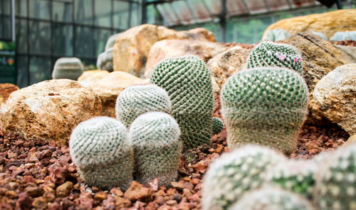 Close-up of cactus amidst rocks at greenhouse