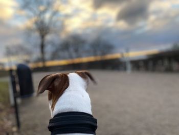 Man with dog