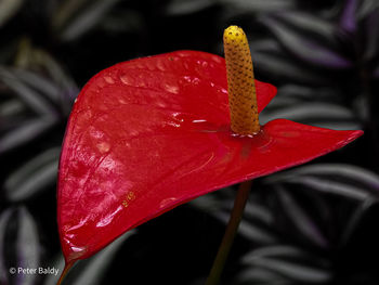Close-up of raindrops on red rose