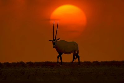 Silhouette horse on field against orange sky