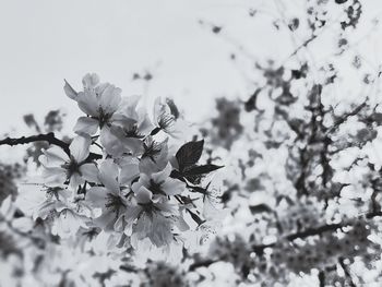 Close-up of cherry blossom