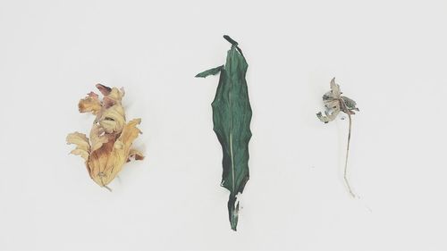 Close-up of over white background