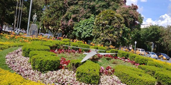 View of flowering plants in garden