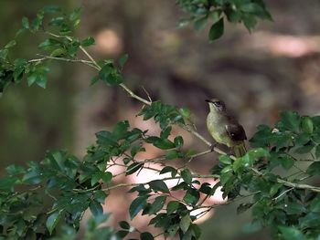 animal wildlife