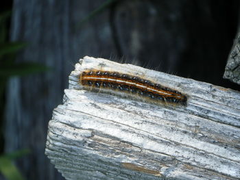 Close-up of wooden plank