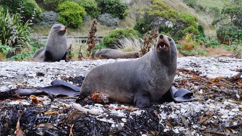 Sheep relaxing on rock