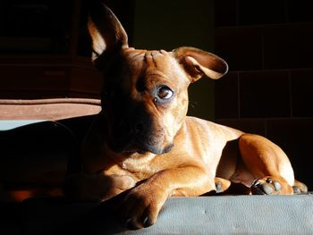 Close-up of dog