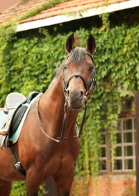 Close-up of brown horse against house