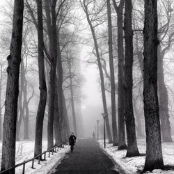 Road passing through trees