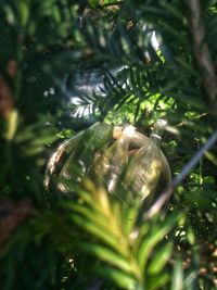 Close-up of snake on tree