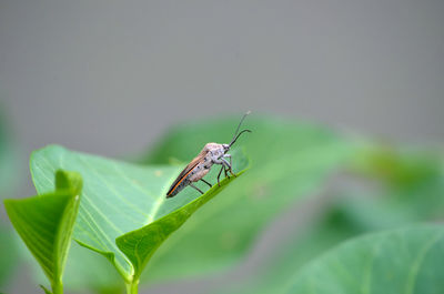 Close-up of insect on leaf