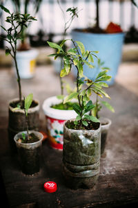 Close-up of potted plants in lawn