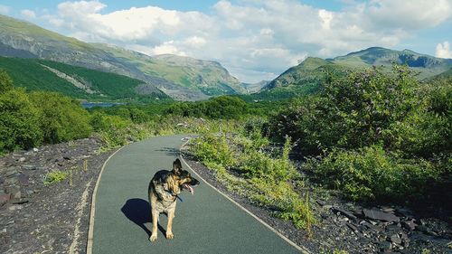 Rear view of woman walking on road by mountain