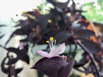 Close-up of purple flowering plant