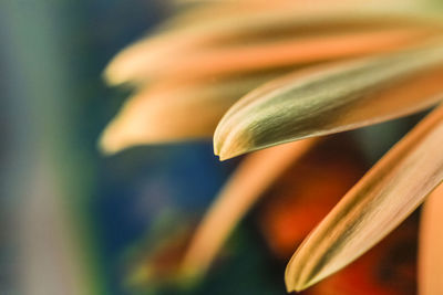 Close-up of flower blooming outdoors