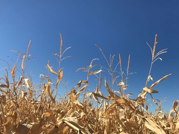 Plants against clear blue sky