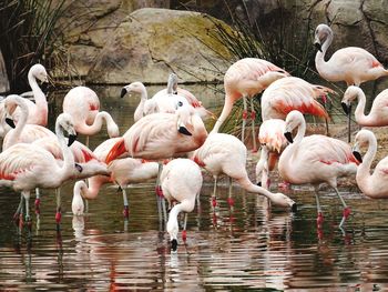 Flock of birds in lake