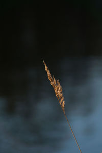 Close-up of plant against blurred background