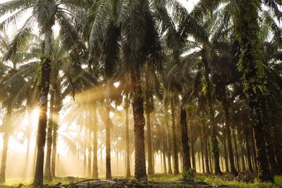 Low angle view of coconut palm trees in forest